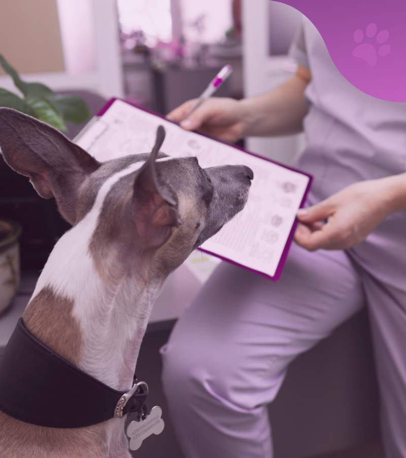 contacto veterinaria los molinos