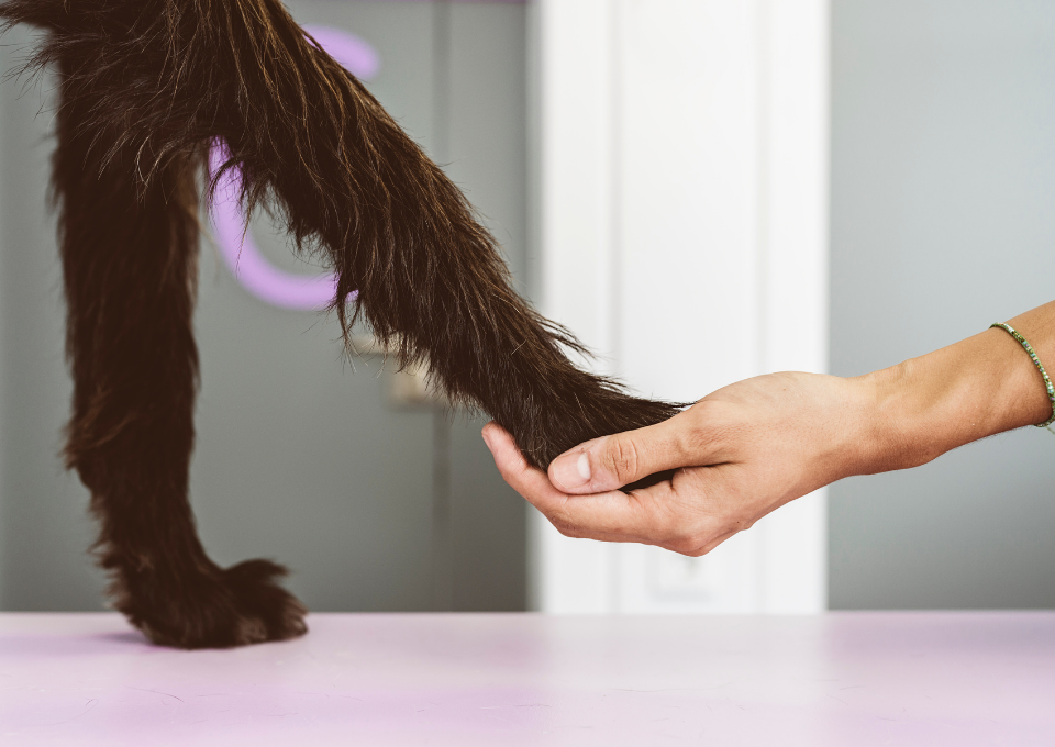 veterinaria en getafe los molinos valores