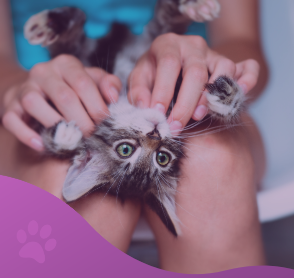plan de salud gato cachorro los molinos