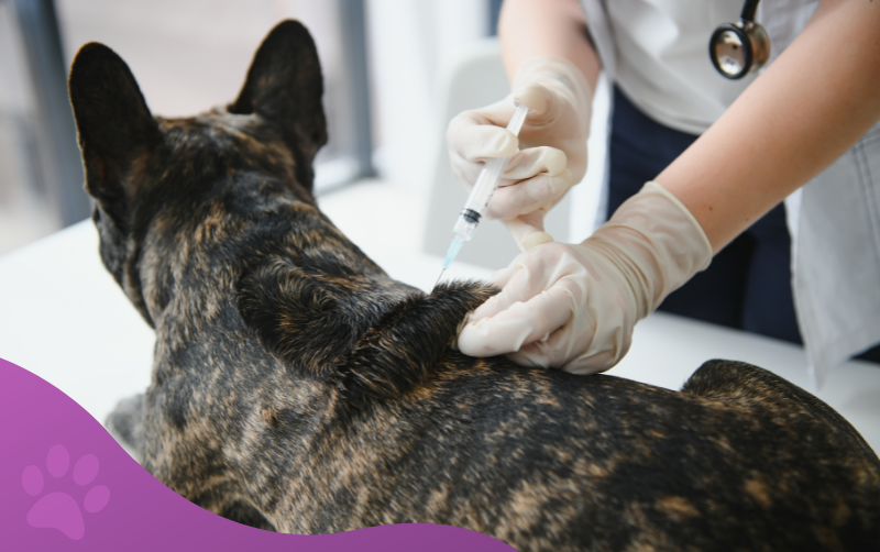 servicios veterinarios medicina preventiva veterinaria los molinos