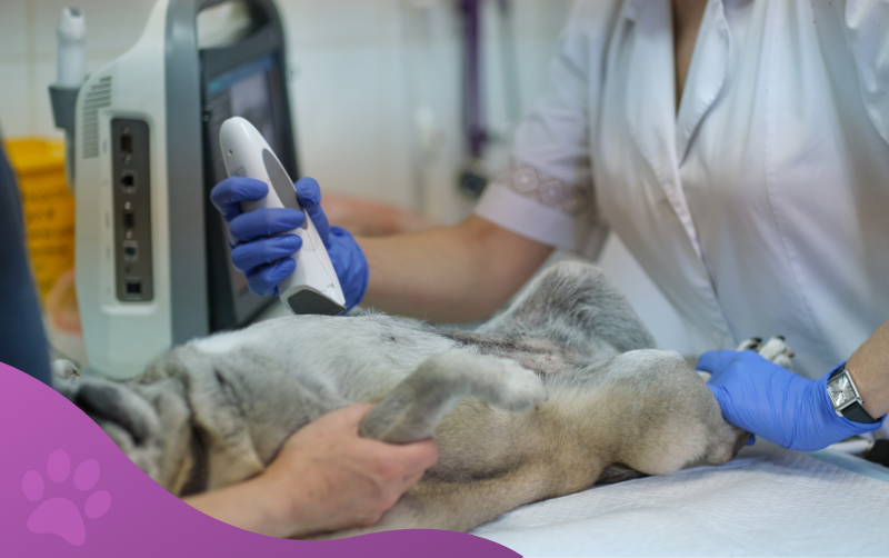 servicios veterinarios diagnóstico por imagen veterinaria los molinos
