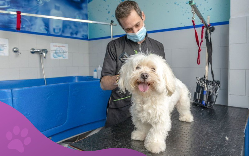 servicios veterinarios peluquería canina veterinaria los molinos