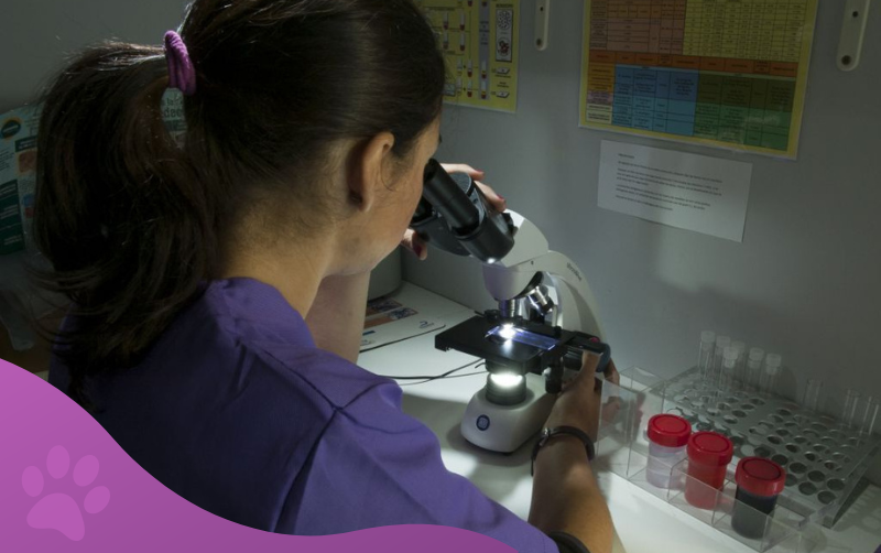 servicios veterinarios laboratorio clínica veterinaria los molinos