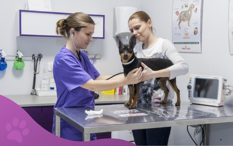 servicios veterinarios medicina general clínica veterinaria los molinos