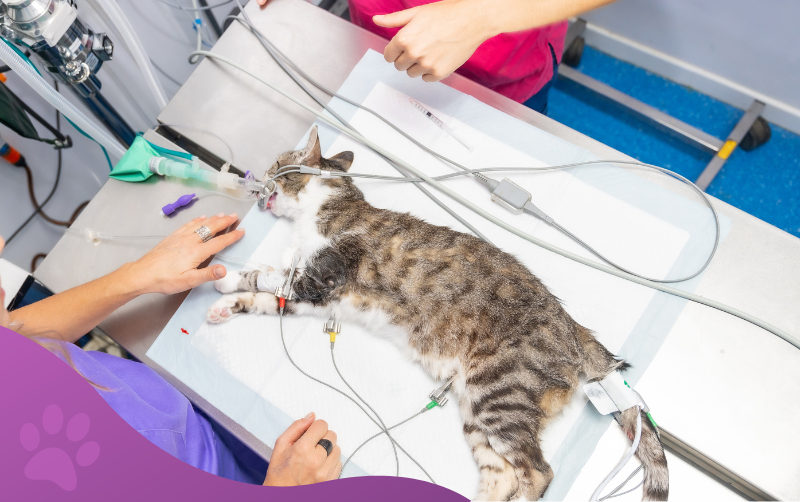 servicios veterinarios cirugía clínica veterinaria los molinos