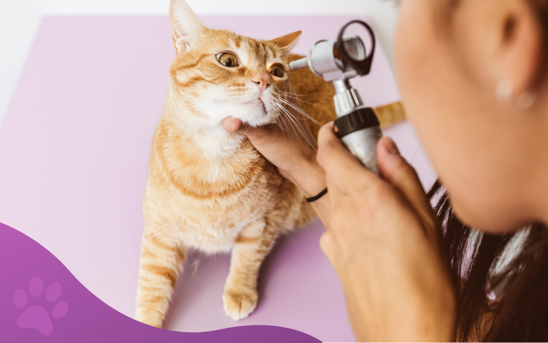 servicios veterinarios especialidades clínica veterinaria los molinos
