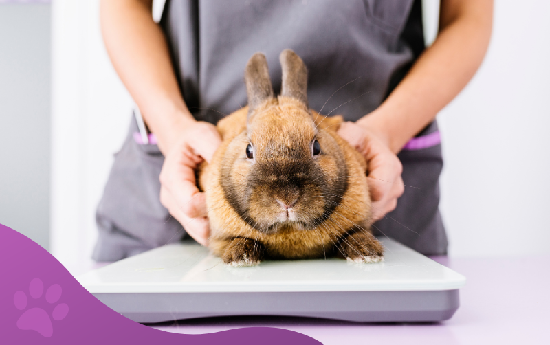 servicios veterinarios exóticos veterinaria los molinos