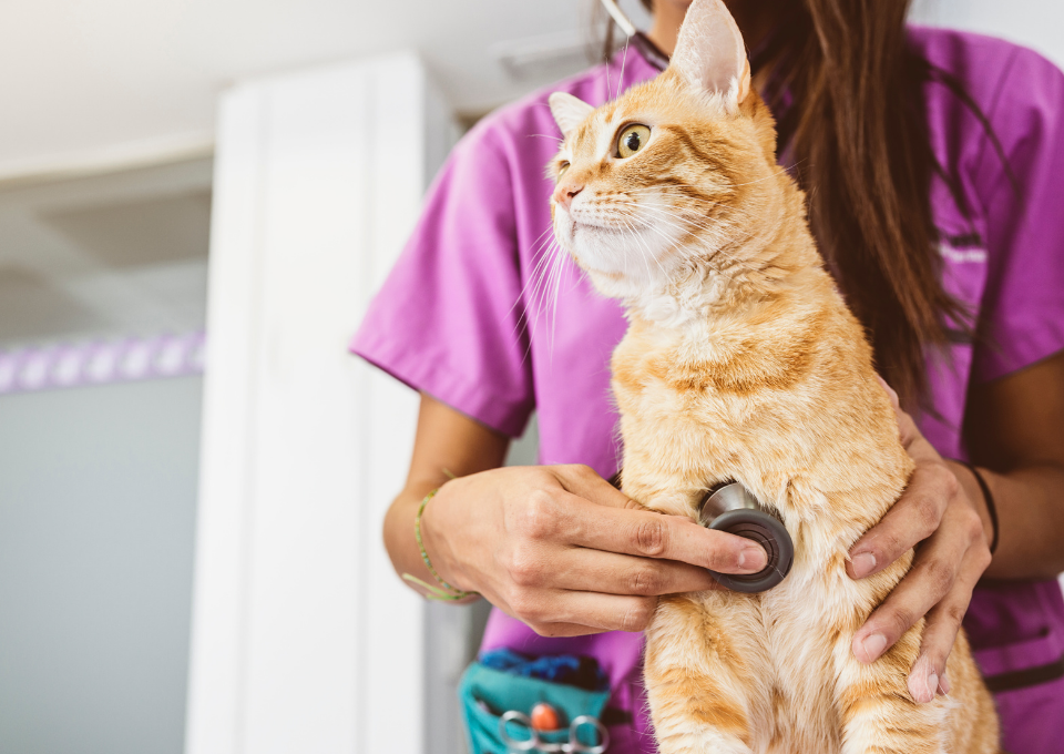 veterinaria en getafe los molinos vídeo clínica
